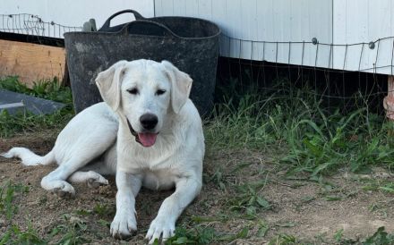 Hundekind Mei sucht ein schönes Zuhause