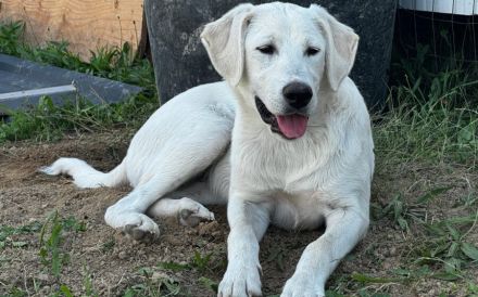 Hundekind Mei sucht ein schönes Zuhause