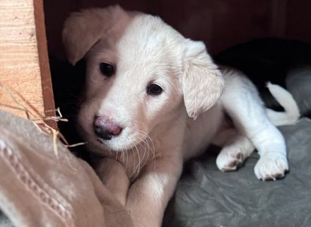 Hundekind Mei sucht ein schönes Zuhause