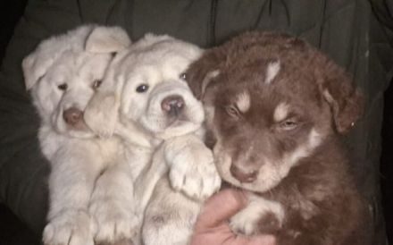 Hundekind Mei sucht ein schönes Zuhause