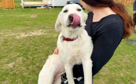 Hundekind Mei sucht ein schönes Zuhause