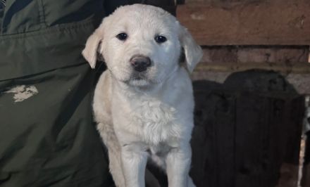 Hundekind Mei sucht ein schönes Zuhause