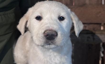 Hundekind Mei sucht ein schönes Zuhause