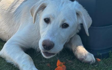 Hundekind Mei sucht ein schönes Zuhause