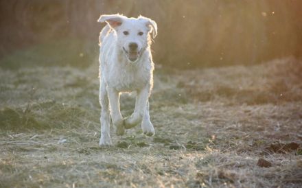 Hundekind Mei sucht ein schönes Zuhause
