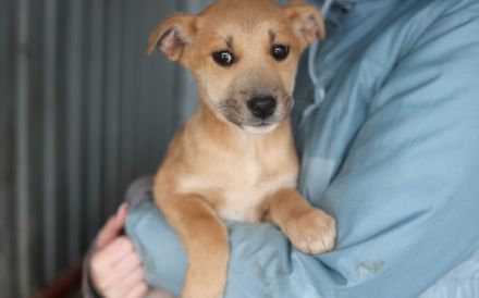 kleines Herzchen Pommi sucht Zuhause