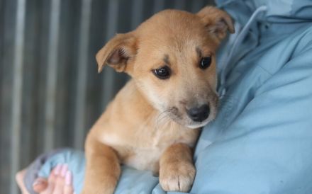 kleines Herzchen Pommi sucht Zuhause