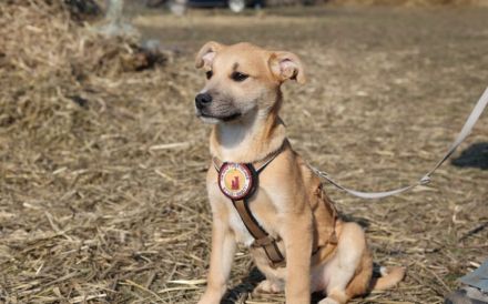 kleines Herzchen Pommi sucht Zuhause