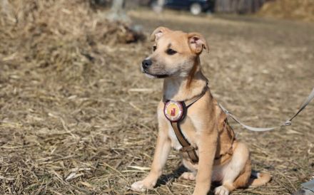 kleines Herzchen Pommi sucht Zuhause