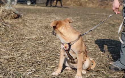 kleines Herzchen Pommi sucht Zuhause