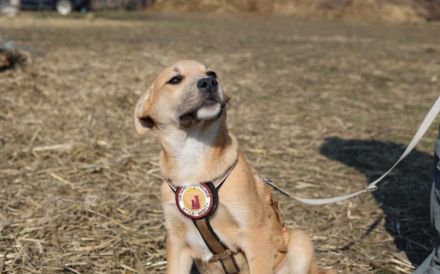 kleines Herzchen Pommi sucht Zuhause