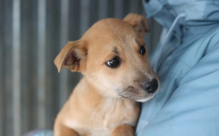 kleines Herzchen Pommi sucht Zuhause