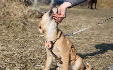 kleines Herzchen Pommi sucht Zuhause