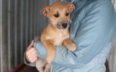 kleines Herzchen Pommi sucht Zuhause