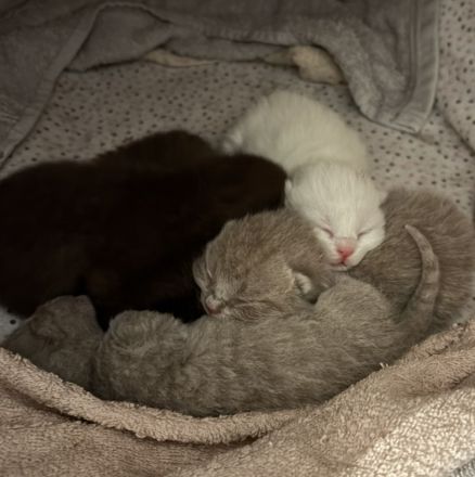 BKH-Kitten – gesund, verschmust & familiengeprägt