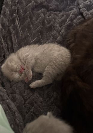 BKH-Kitten – gesund, verschmust & familiengeprägt