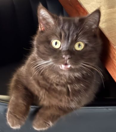 BKH-Kitten – gesund, verschmust & familiengeprägt