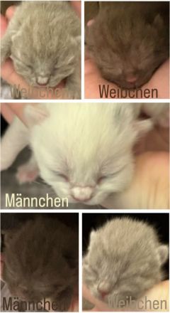 BKH-Kitten – gesund, verschmust & familiengeprägt