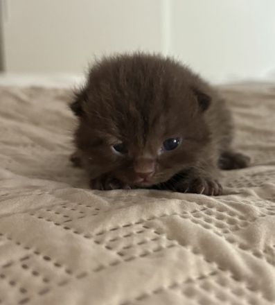 BKH-Kitten – gesund, verschmust & familiengeprägt
