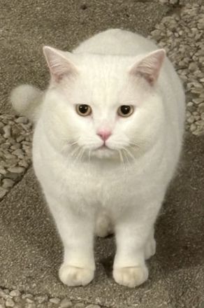 BKH-Kitten – gesund, verschmust & familiengeprägt