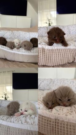 BKH-Kitten – gesund, verschmust & familiengeprägt