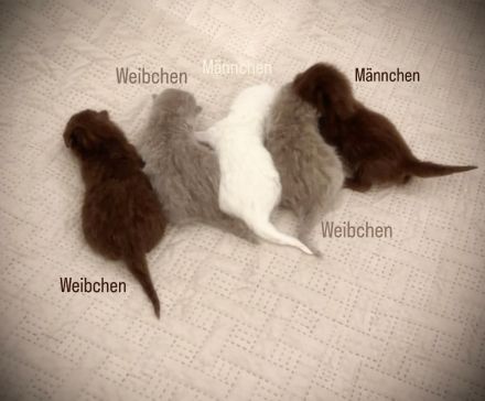 BKH-Kitten – gesund, verschmust & familiengeprägt