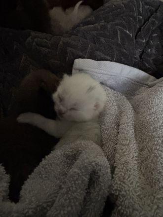 BKH-Kitten – gesund, verschmust & familiengeprägt