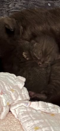 BKH-Kitten – gesund, verschmust & familiengeprägt