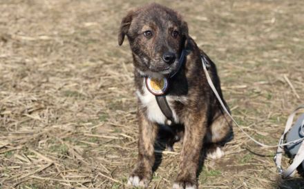 Schöner Hundebub Jason