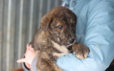 Schöner Hundebub Jason