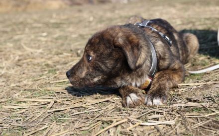 Schöner Hundebub Jason