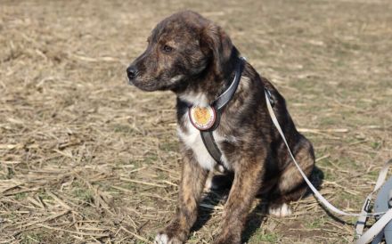 Schöner Hundebub Jason