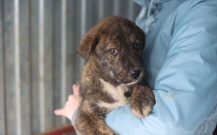 Schöner Hundebub Jason