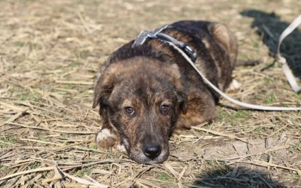 Schöner Hundebub Jason