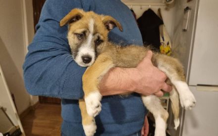 Zarte Seele Frodo sucht Geborgenheit