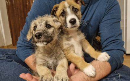 Zarte Seele Frodo sucht Geborgenheit