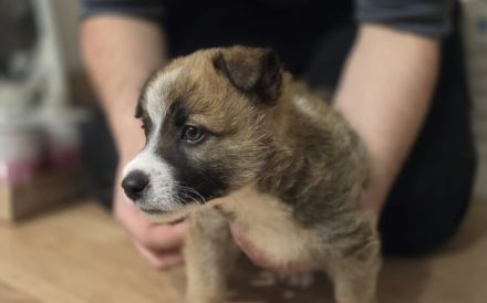 Zarte Seele Frodo sucht Geborgenheit