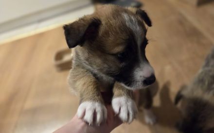 Zarte Seele Frodo sucht Geborgenheit