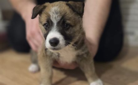 Zarte Seele Frodo sucht Geborgenheit