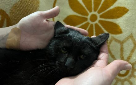 Unser schwarzer Panther