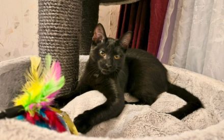 Unser schwarzer Panther