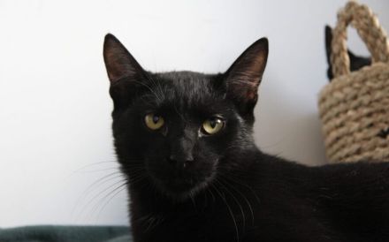 Unser schwarzer Panther