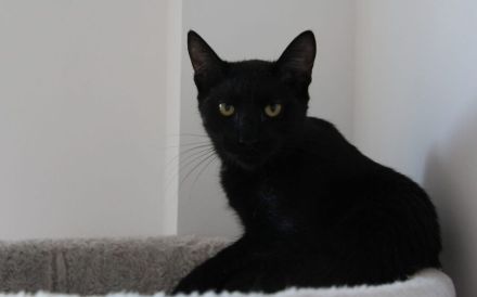 Unser schwarzer Panther