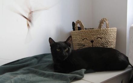 Unser schwarzer Panther