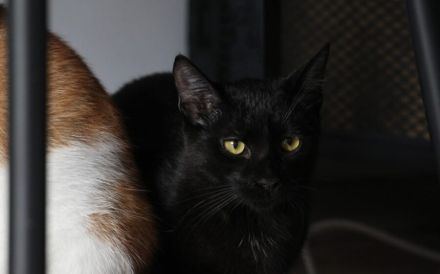 Unser schwarzer Panther