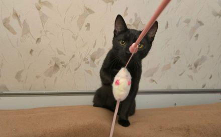 Unser schwarzer Panther