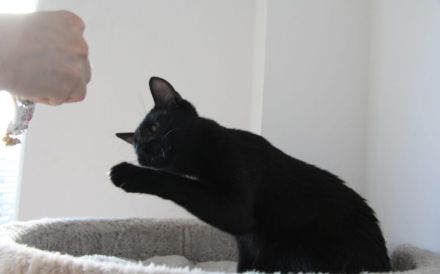 Unser schwarzer Panther