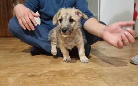 Kiko - kleiner Kämpfer mit großem Herzen