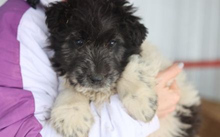 Wuschelkopf Strolchi bringt frischen Wind in dein Leben