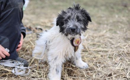 Wuschelkopf Strolchi bringt frischen Wind in dein Leben